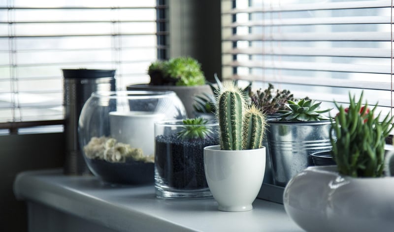 Hanging Plant Shelves